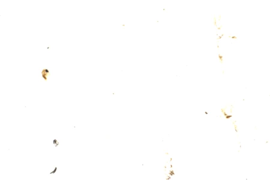 Image 47